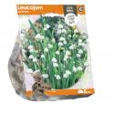 Baltus Leucojum Aestivum bloembollen per 5 stuks